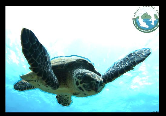 ~Turtle Transect Team Description: Snorkel surveys are conducted at sites where hawksbills have been seen
