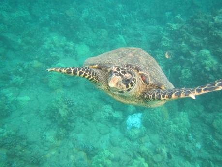 We will send you a chart to help you differentiate between the hawksbill and the green sea turtle.