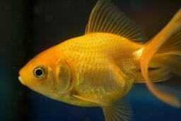 Goldfish Goldfish can be kept by themselves or with other gold fish. It is important to put them in a tank large enough for them to swim around. Goldfish food can be bought from pet shops.