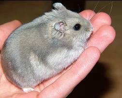 Hamster Hamsters can be quite tame and do not bite people when being held. They like to have lots of exercise and can be placed in an exercise ball so they can run around the floor.
