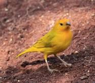 Canary Canaries are friendly birds and prefer to be kept in pairs or groups. They can be kept outdoors in an aviary or indoors in a wire cage.