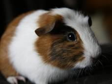 Guinea Pig Guinea pigs are gentle animals so make good pets for children. They also should have an outdoor run so they can get exercise.
