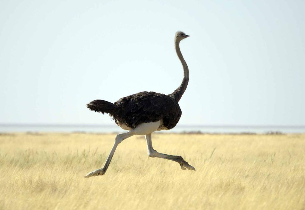 54 words THE LARGEST BIRD Birds can be many different sizes. The largest bird of all is the ostrich. Adult ostriches are taller than grown people.