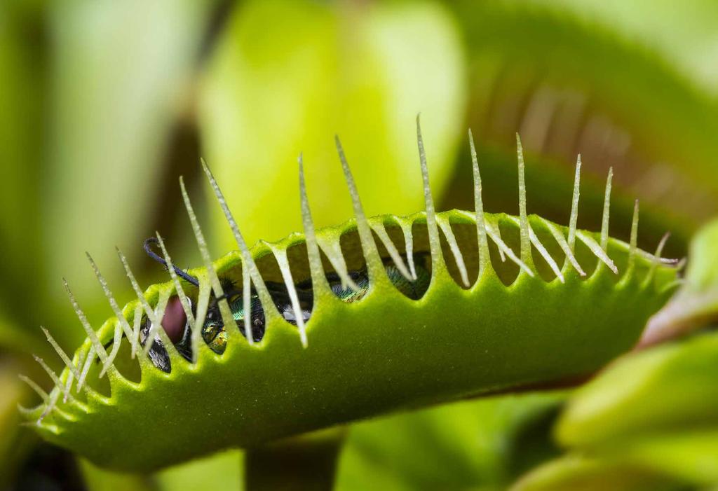 73 words VENUS FLYTRAPS Most plants get everything they need from sunlight, water, and soil. But Venus flytraps need extra snacks now and then. These plants are meat eaters.