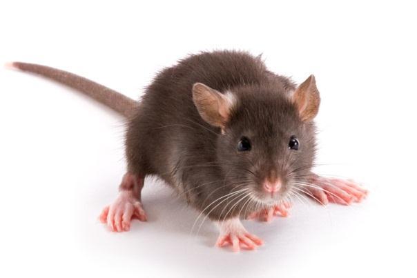 Rat-Bite Fever O Streptobacillus moniliformis, gram negative rod O Spirillum minus, gram