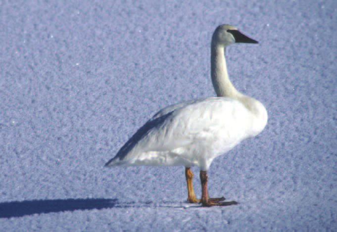 TRUMPETER SWAN COLOR VARIANTS This adult Trumpeter Swan with yellow legs and feet was present on the Yellowstone River, Yellowstone National Park, Wyoming, throughout the winter of 2003 2004.