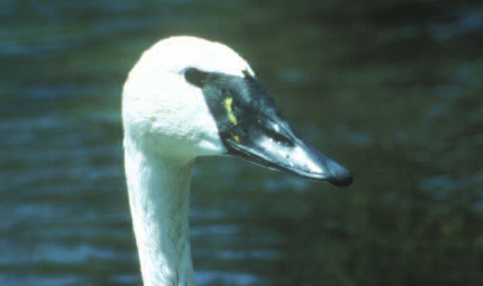 Swinhoe (1870) described a swan collected by Pere (Abbé) David in China as the David s Swan and assigned this most unusual find the scientific name Coscoroba davidi.