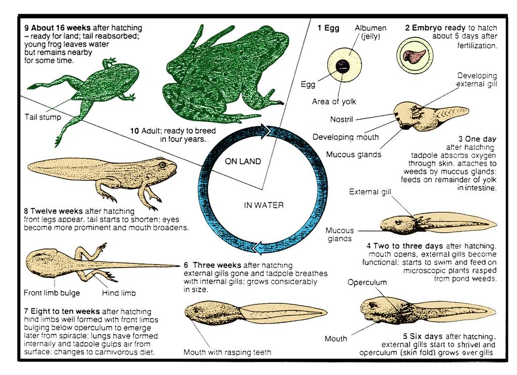 D Metamorphosis Metamorphosis means change of body form and appearance. Amphibians are the only four-limbed or land vertebrate that go through a change in the larval, or tadpole, state into adult.