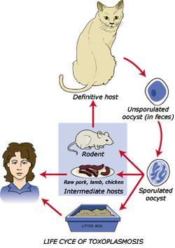 Kitty feces Most humans do carry the anti-body (immunity) to this disease SYMPTOMS: enlarged lymph
