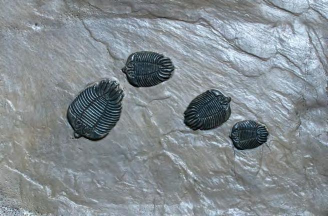 TRILOBITE Lichida # 9F19 Four Trilobites ( tri lo bites ) representing the Order Lichida, an order of typically spiny