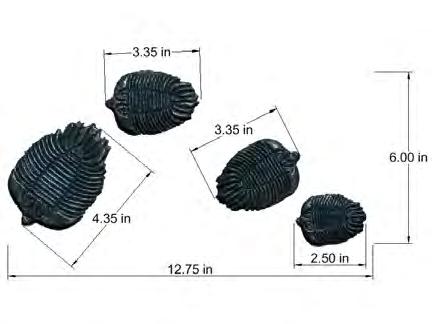 Trilobites represent a large group of extinct marine arthropods that thrived from the lower Cambrian thru the Devonian