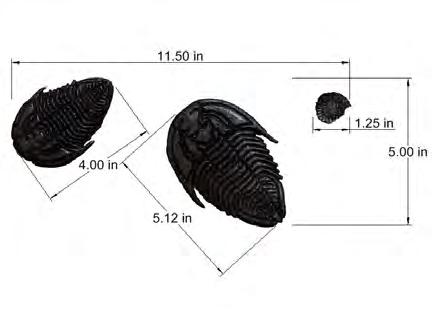 Trilobites represent a large group of extinct marine arthropods that thrived from the lower Cambrian thru the Devonian