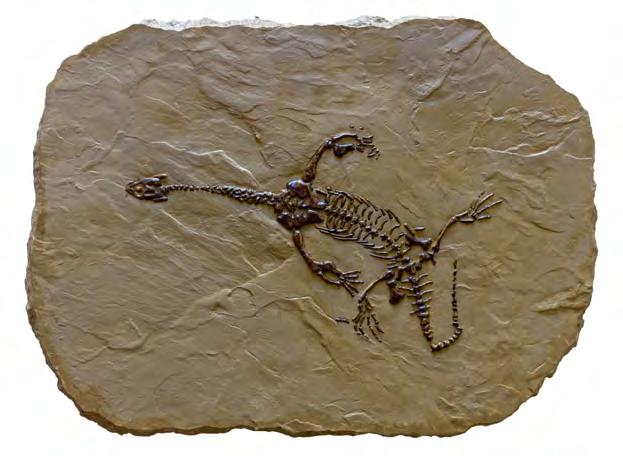 LARIOSAURUS # 9F21 Lariosaurus (lario sar us) is one of the smallest known nothosaurs with a length of just 2 feet ( 0.