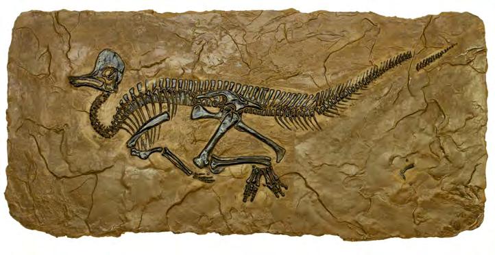 CORYTHOSAURUS # 9F26 Corythosaurus (cory tho saur us) is a type of hadrosaurid commonly known as a "duck-billed" dinosaur.