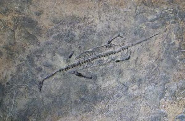 NOTHOSAUR # 9F02 This particular species of Nothosaur is known as Keichousaurus Hui ( kei chou saur us