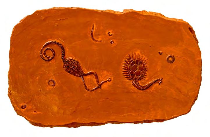 They lived in the Paleozoic Era, 541 to 252 million years ago and were wiped out with the Great Permian Extinction, the largest extinction