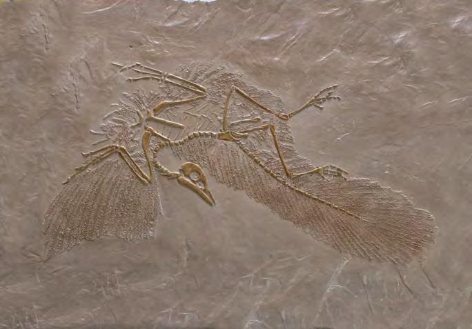 ARCHAEOPTERYX # 9F13 Originally discovered in a limestone quarry in Germany the Archaeopteryx (arch ae op ter yx ) is
