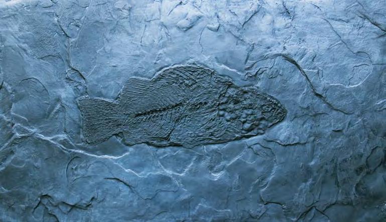 PHAREODUS # 9F14 We find the origins of this fossil fish in the Green River Formation of Colorado, Wyoming, and