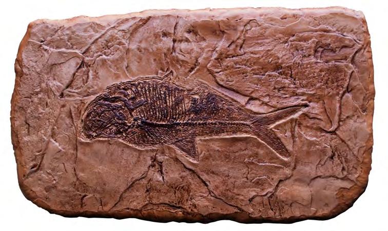 DIPLOMYSTUS DENTATUS # 9F15 This fossil fish, is a member of the species Diplomystus Dentatus ( di plo my