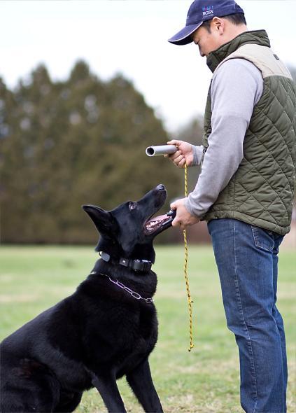 FOCUS & ATTENTION RELEASING RETRIEVE TAKING ONLY ON COMMAND
