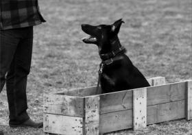 The sooner the dog is correct the quicker the learning is reinforced. Helping the dog to go into the correct position is an essential part for the teaching process.