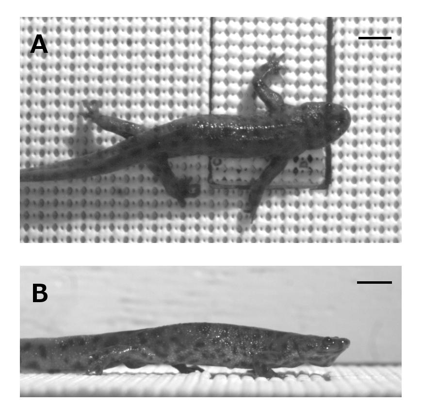 Figure A-1. Dorsal (A) and lateral (B) views of an Iberian ribbed newt walking on a force plate. Scale bar indicates 1 cm. aquatic P.