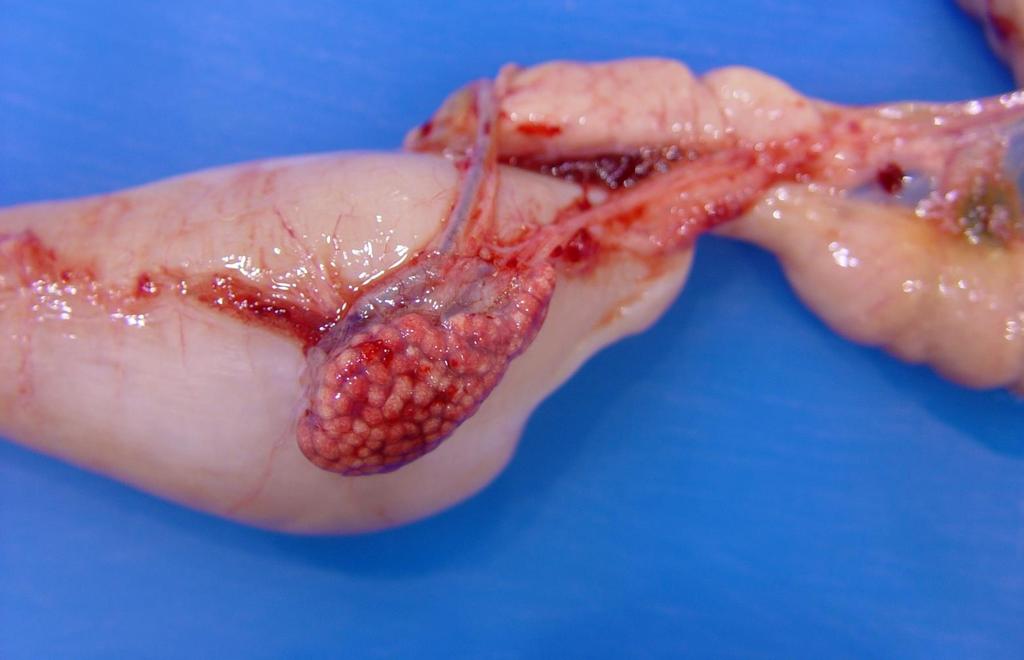 Black-throated monitor Pancreas Spleen