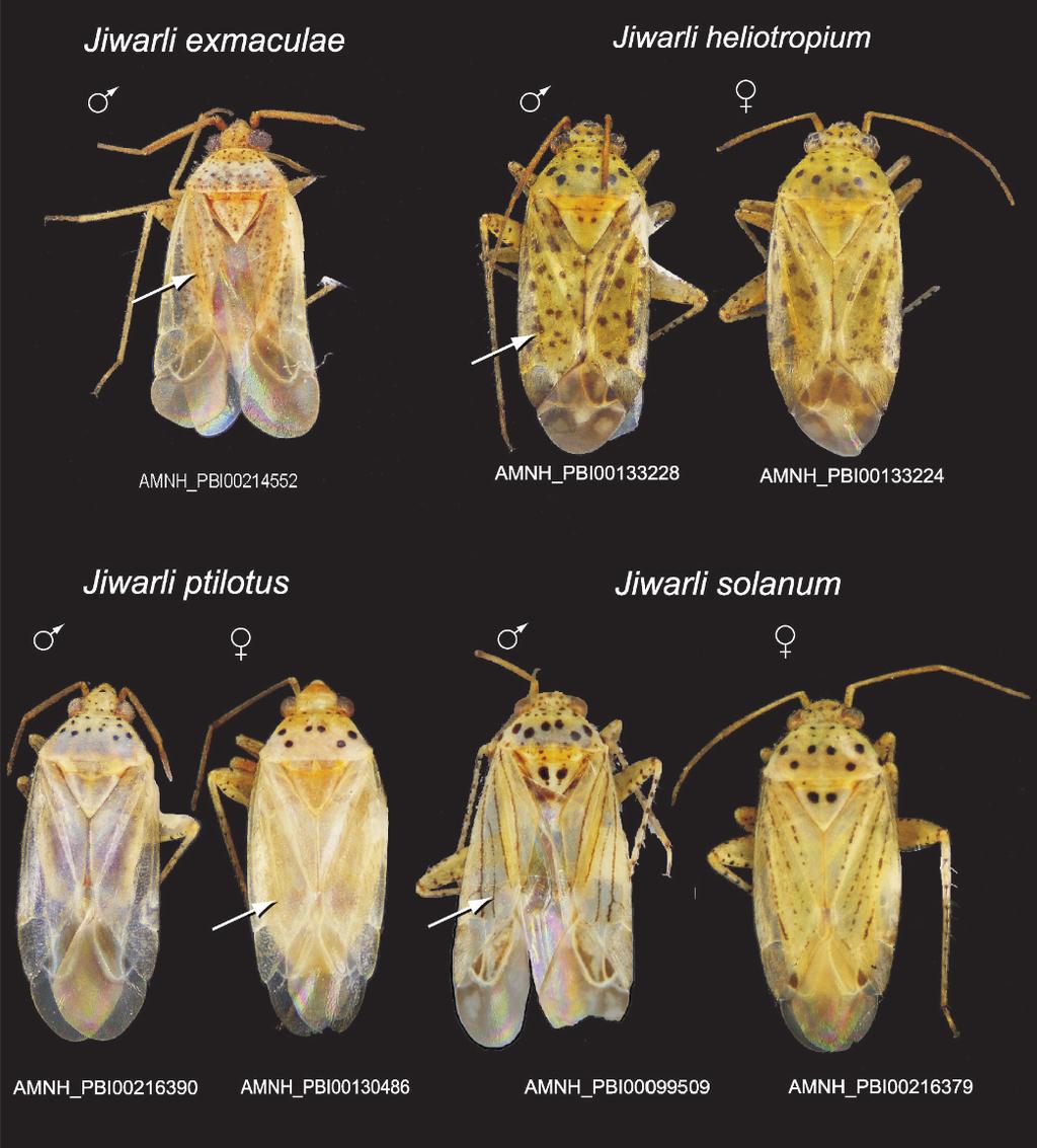 4 AMERICAN MUSEUM NOVITATES NO. 3653 Fig. 1. Habitus photographs of the four species of Jiwarli, new genus.