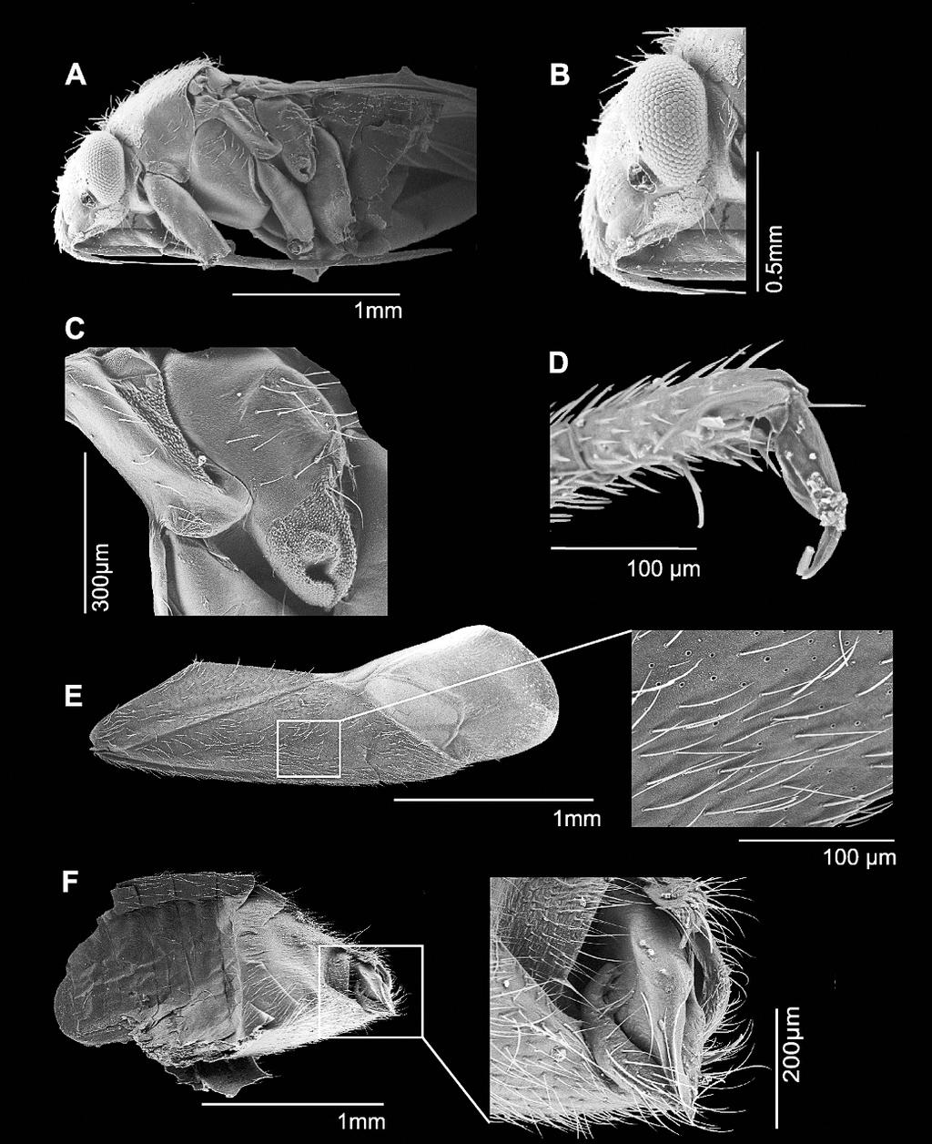 2009 SOTO AND WEIRAUCH: JIWARLI, NEW GENUS OF PLANT BUG 5 Fig. 2. Structures of Jiwarli heliotropium, n. sp., as seen in the scanning electron microscope. A. Head and thorax, lateral view. B. Head, lateral view.
