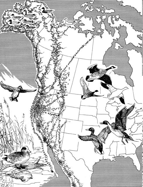 Pacific Flyway Portland-Vancouver Metropolitan region lies in the middle of a bird superhighway known as the Pacific flyway.