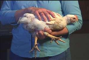 Handling poultry One hand under the bird supporting it and holding the legs. Fingers pointing toward the tail.