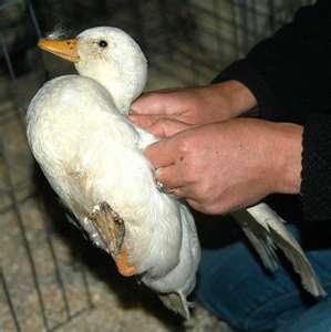 Handling ducks Picking ducks up by the legs may dislocate joints or break bones.
