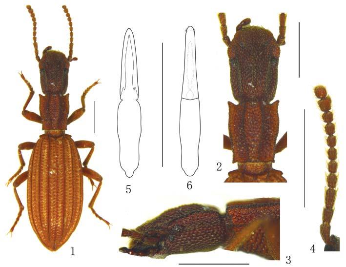 Acta Entomologica Musei Nationalis Pragae, 53(2), 2013 699 Figs 1 6. Tetranillus nyingchiensis sp. nov.
