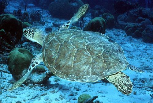 Designated Critical Habitat Critical habitat has been designated for four sea turtles: green (50 CFR 226.208), leatherback (50 CFR 226.207), one distinct population segment of loggerhead (50 CFR 226.