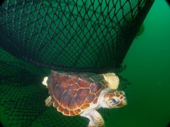 Figure 8. Loggerhead sea turtle using a turtle excluder device to escape. Credit: NOAA Fisheries. 4.3.
