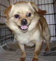 He is a Tibetan Spaniel mix and is approximately 2 years old. He needs to find the right person that will be able to control his attitude. He is generally good with other dogs.