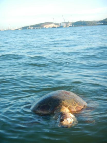 Background Commercial boat traffic - AMSA Turtles