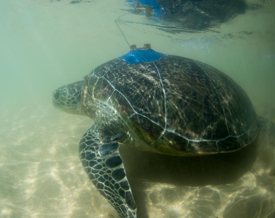 Turtle capture and tagging