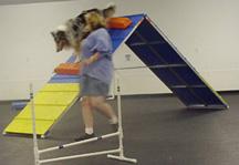 The plank work led up to using the boxes on the contact obstacles to help the dogs learn to stride into the contact zones.
