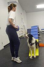 teaching large dogs with long strides to sit in