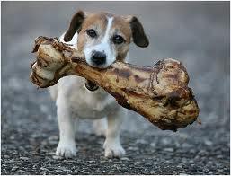 5 STAR DOG TRAINING Bare Bones Just how the dogs like it! Wednesday, July 23, 2014 Evening trial starting 5:45 p.m.