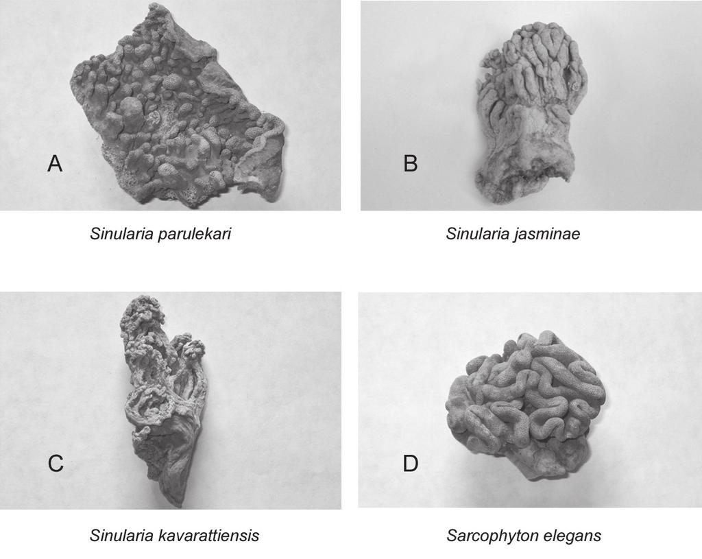 A qualitative appraisal of the soft corals 101 Plate 1: Soft corals of Mandapam (GULF OF MANNAR BIOSPHERE RESERVE) many have distinct waist and warts arranged in zones (Fig. 3c).