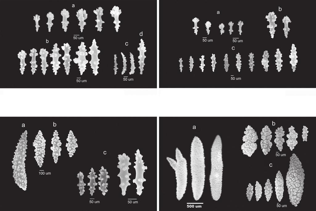 Rani Mary George et al. 102 Fig. 1. Sinularia parulekari Sclerites from the surface layer of the lobe Fig. 3. Sinularia parulekari Sclerites from the surface layer of the stalk Fig. 2.
