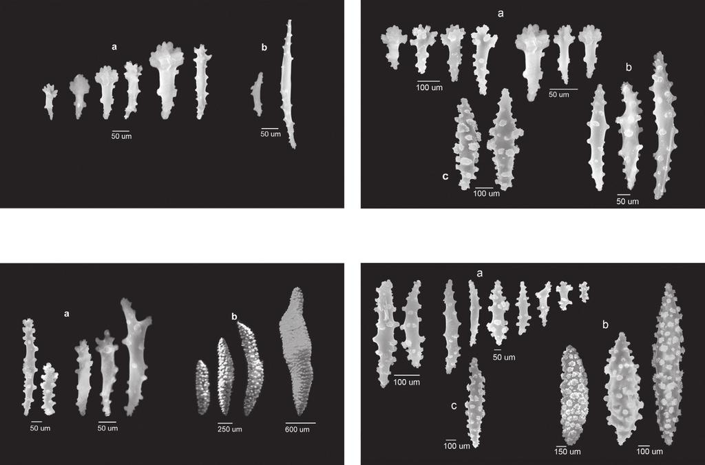 A qualitative appraisal of the soft corals 103 Fig. 5. Sinularia jasminae Sclerites from the surface layer of the lobe Fig. 7. Sinularia jasminae Sclerites from the surface of the stalk Fig. 6.