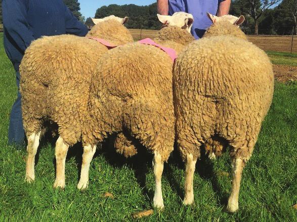 North South BORDER LEICESTERS HISTORY The Makeham Family began breeding Border Leicester Sheep in 1957 when Jeffery Makeham purchased 4 ewes from Yarrison Stud and a New Zealand bred ram from