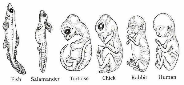 These are embryos at their most advanced stage, shortly before birth. Describe how the embryos changed for each of these organisms from their earliest to latest stages.
