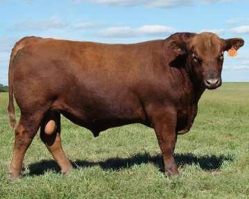 20 Month 100% 1A Red Angus Bulls 15 KCC Evolutionary 254-782 16 KCC Eternal 514-713 Calved: 3/10/17 1A Registered Red Angus Bull RAA# 3774435 Bieber Hard Drive Y120 Bieber Hard Drive C222 Bieber