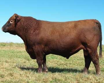 20 Month 100% 1A Red Angus Bulls 19 Calved: 4/6/2017 1A Registered Red Angus Bull RAA# 3774373 KCC Topper 131-316 KCC Census 965-571 KCC Miss Wide Load 2023-965 LCC Ribeye A133L KCC Miss Ribeye