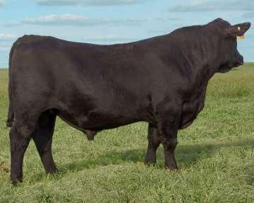 20 Month Black Angus & SimAngus Bulls Lot 96 96 Calved: 02/2817 Purebred Black Angus Bull AAA# 19090399 Connealy Consensus Connealy Consensus 7729 Blue Lilly of Conanga 16 Three Trees Prime Cut 0145