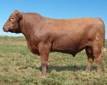 He is in the top 2% of the breed for HB, 9% for Stay, 10% for HPG, 12% for CED, and 18% for milk!! KCC Elite 406-790 CED +16 BW -1.8 78 WW +64 687 YW +100 1159 Scrotal at yearling 33 Marb +.46 REA -.